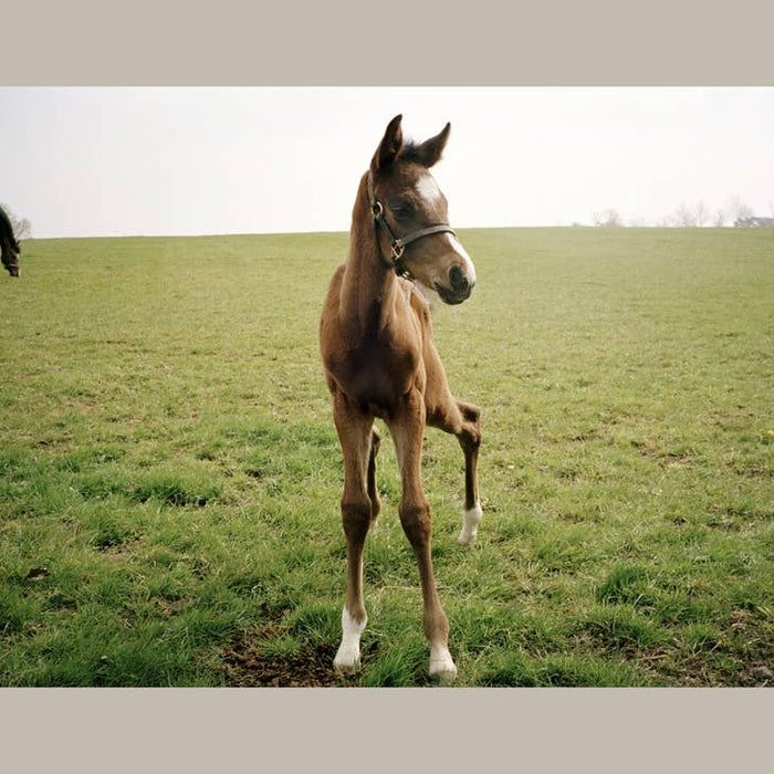 Horse Racing Photography Book